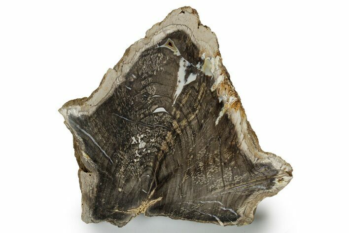 Devonian Petrified Wood From Oklahoma - Oldest True Wood #351337
